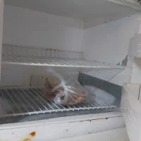 یخچال هیمالیا متوسط|یخچال و فریزر|تهران, باشگاه نفت|دیوار