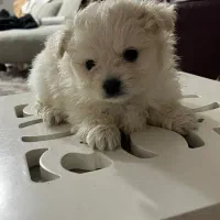 توله پامرانین|سگ|بم, |دیوار