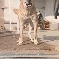 سگ افغانی سرابی ۷ ماهه