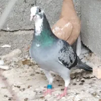 معاوضه کبوتر
