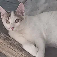 گربه خانگی ودستی