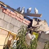 سبزکلاغ نر ماده|پرنده|کرمان, |دیوار