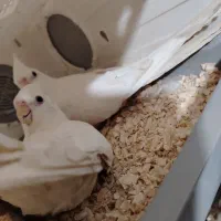 عروس هلندی برزیلی مرغ عشق مولد باتخم و جوجه