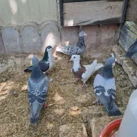 کبوتر