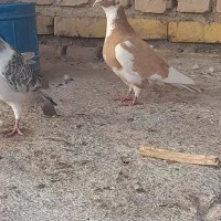 کفتر