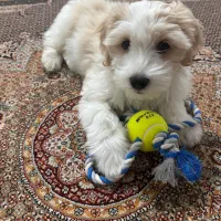 مالتیز 3 ماهه