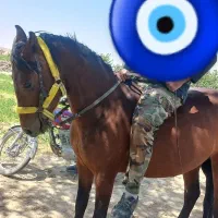 اسب مادیان|اسب و تجهیزات اسبسواری|سردرود, |دیوار