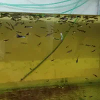 اکواریوم وماهی و پمپ و....|ماهی|همدان, |دیوار