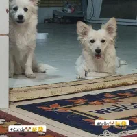 سگ تریر داشهوند تربیت شده فهمیده|سگ|سیرجان, |دیوار