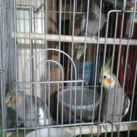 فروش عروس هلندی|پرنده|تهران, جلیلی|دیوار