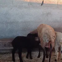 گوسفند ور مار و نر شال تخمی|حیوانات مزرعه|قائم‌شهر, |دیوار