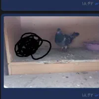 یک عدد پلاکی  شهرستانی|پرنده|دماوند, مسکن مهر گیلاوند|دیوار