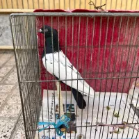 سه عدد کفتر (۲ تا سینه سیاه ۱ مشکی دم سفید)