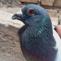 سرور|پرنده|نجف‌آباد, جعفرآباد|دیوار