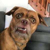 واگذاری سگ پیتبول