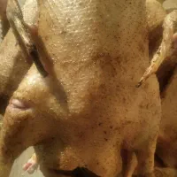 اردک.غاز.بوقلمون.مرغ و خروس کبابی .تخم مرغ