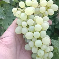 انگور