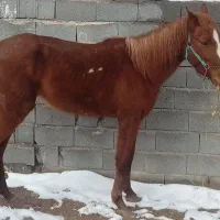 مادیان آبستن