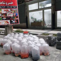 ماهی قرمز عید