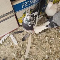 سوسکی کاکلی نر