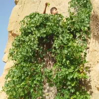 آبغوره درجه ۱|خوردنی و آشامیدنی|لوداب, |دیوار