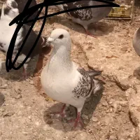 هشتا کفتر پریده