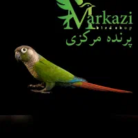 خرید و فروش انواع طوطی گرینجیک|پرنده|بندرعباس, |دیوار