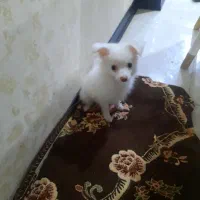 سگ پامر اشپیتز ماده