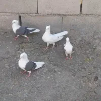 دوجفت گرده دار نازار