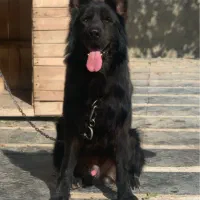 سگ ژرمن بلک نر شولاین نگهبان|سگ|تهران, جنتآباد شمالی|دیوار