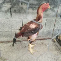 خروس لاری معاوضه با جوجه لاری