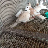 کبوتر خانگی و مرغ عشق