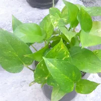 گل طبیعی|گل و گیاه طبیعی|آباده, |دیوار