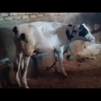 گوساله نر|حیوانات مزرعه|کرمانشاه, |دیوار