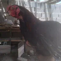 خروس لاری اصیل