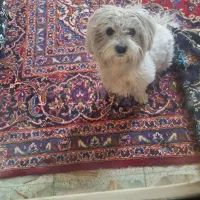 مژدگانی.برای.یابنده