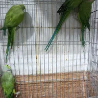 طوطی سبز ملنگو نر ماده موجود|پرنده|اصفهان, عطار نیشابوری|دیوار