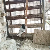 کبوتر کله سیاه