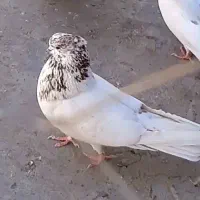 کله برنجی شمرونی نر