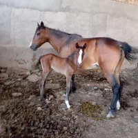 اسب پونی مخصوص کودکان