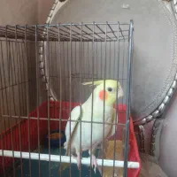 عروس هلندی قرص