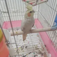 عروس هلندی (ماده کار داده)