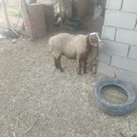 فروش میش وبره