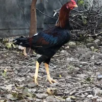 جوجه خروس لاری|حیوانات مزرعه|ساری, |دیوار