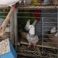 کفترطوقی جفت نر ماده کبوتر