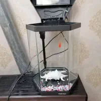 اکواریوم  ماهیران