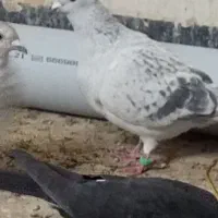 ماده|پرنده|جلگه ماژان, |دیوار