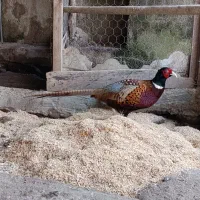 مرغ وخروس امریکایی