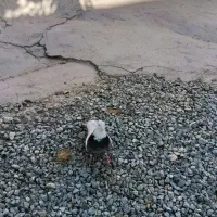 طوقی فولادی نر|پرنده|داران, |دیوار