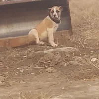 توله ماده ۲ ماهه اصل خراسانی